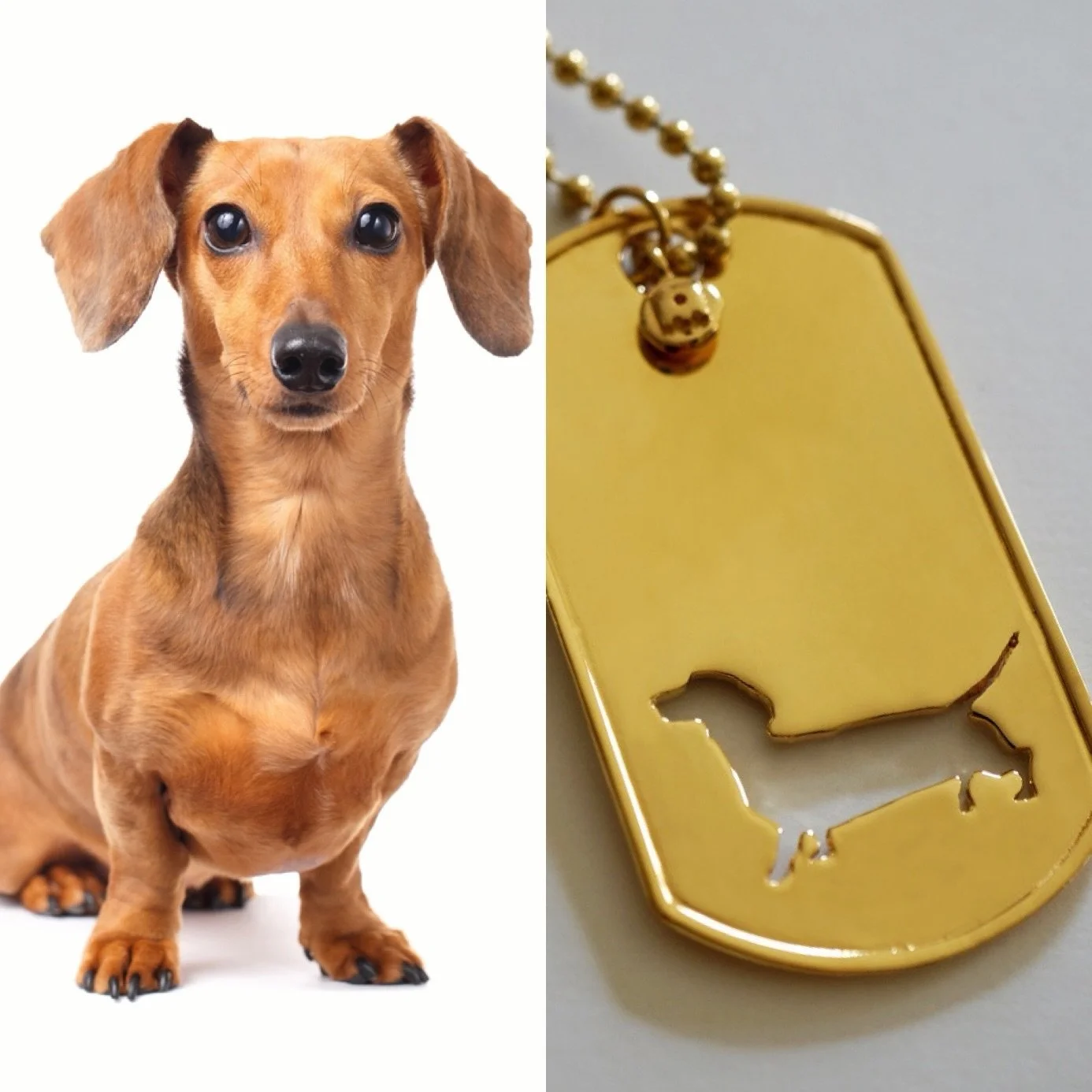 Tag your Dachshund loving friends and families 🥰