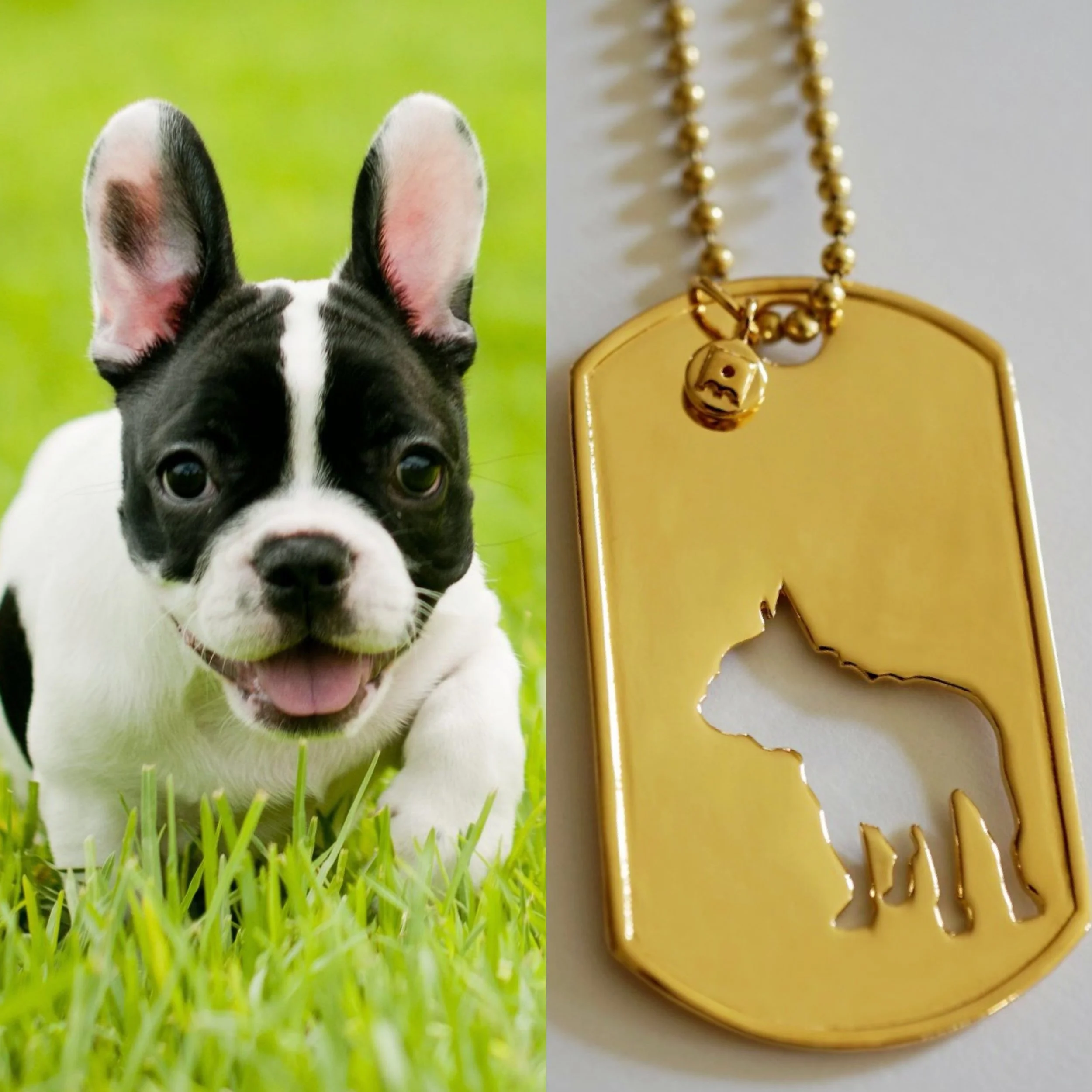 Its a Frenchie day! 😍🧡