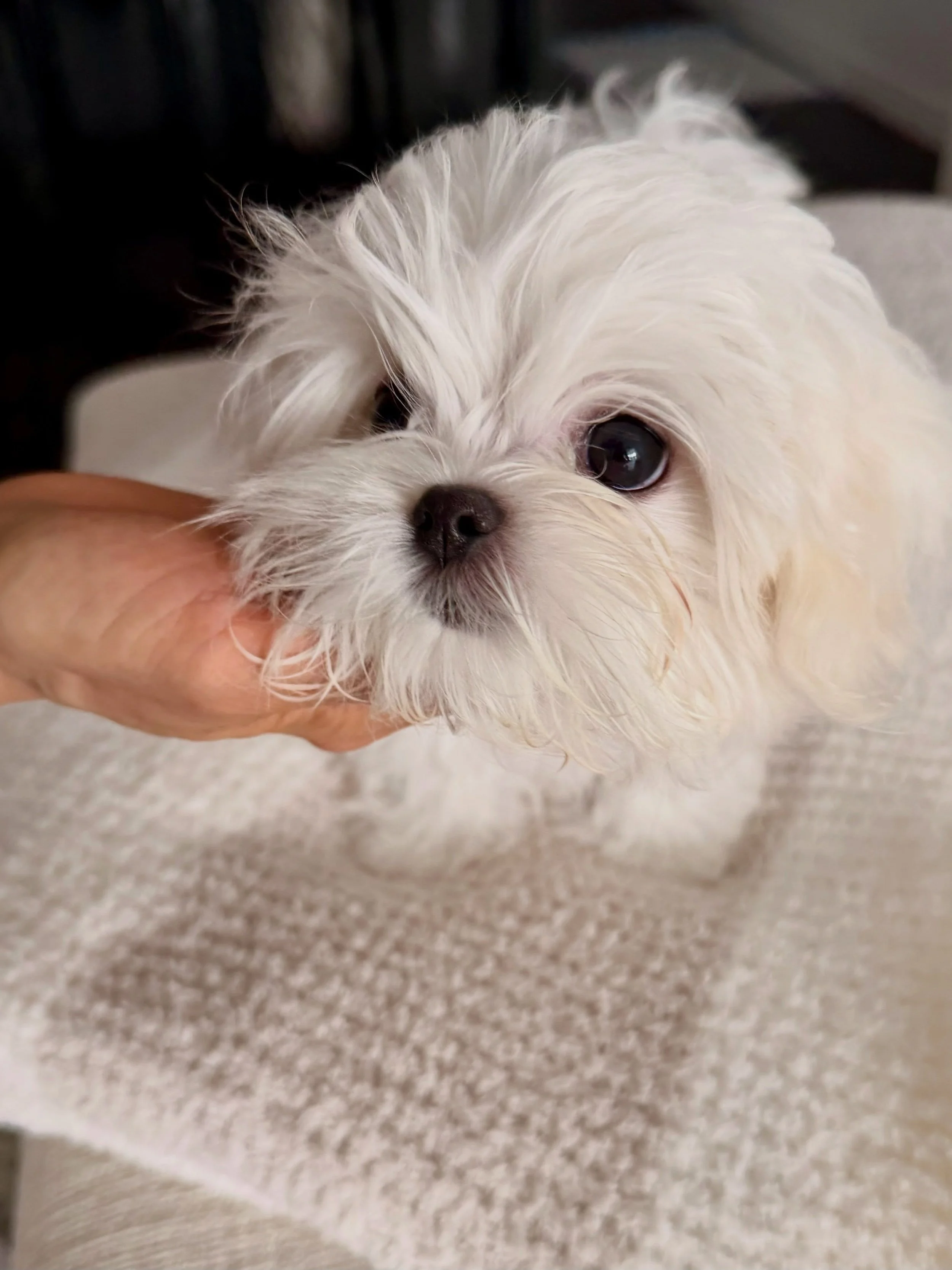 Extra happy announcement 📣 Everyone, meet baby Mabel! 😍 The little sister of Mikko is finally home! 🥰❤️🥰 Now the family is complete 🫶🏼
