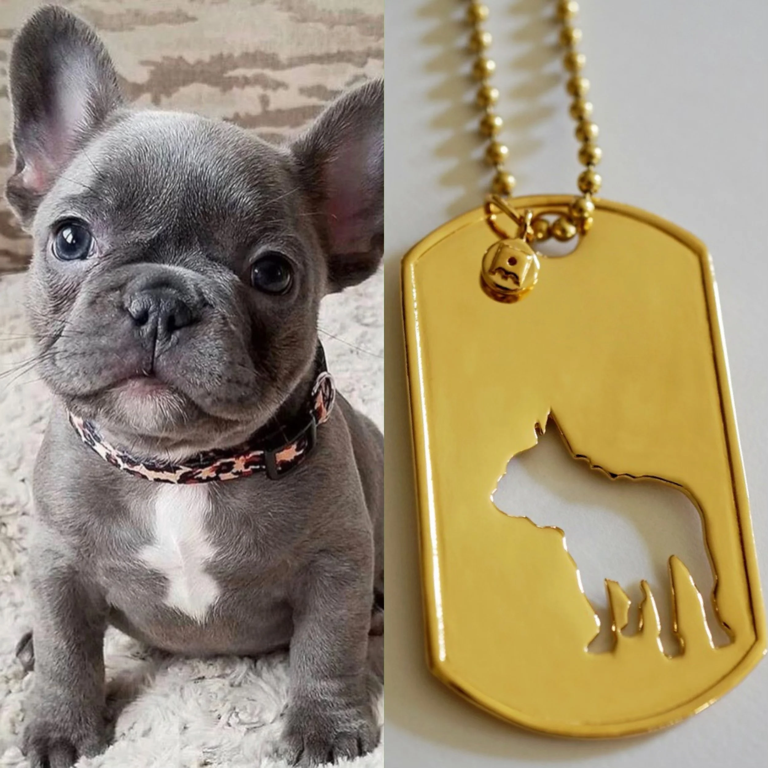 Baby Frenchie fever! 😍🧡🥰
