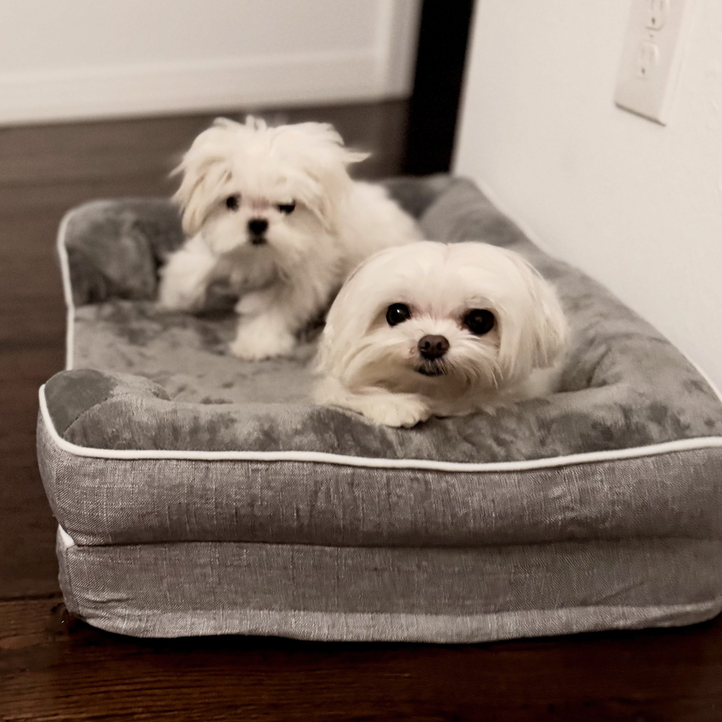 Mikko and Mabel wish you a very happy weekend! 🩷💜