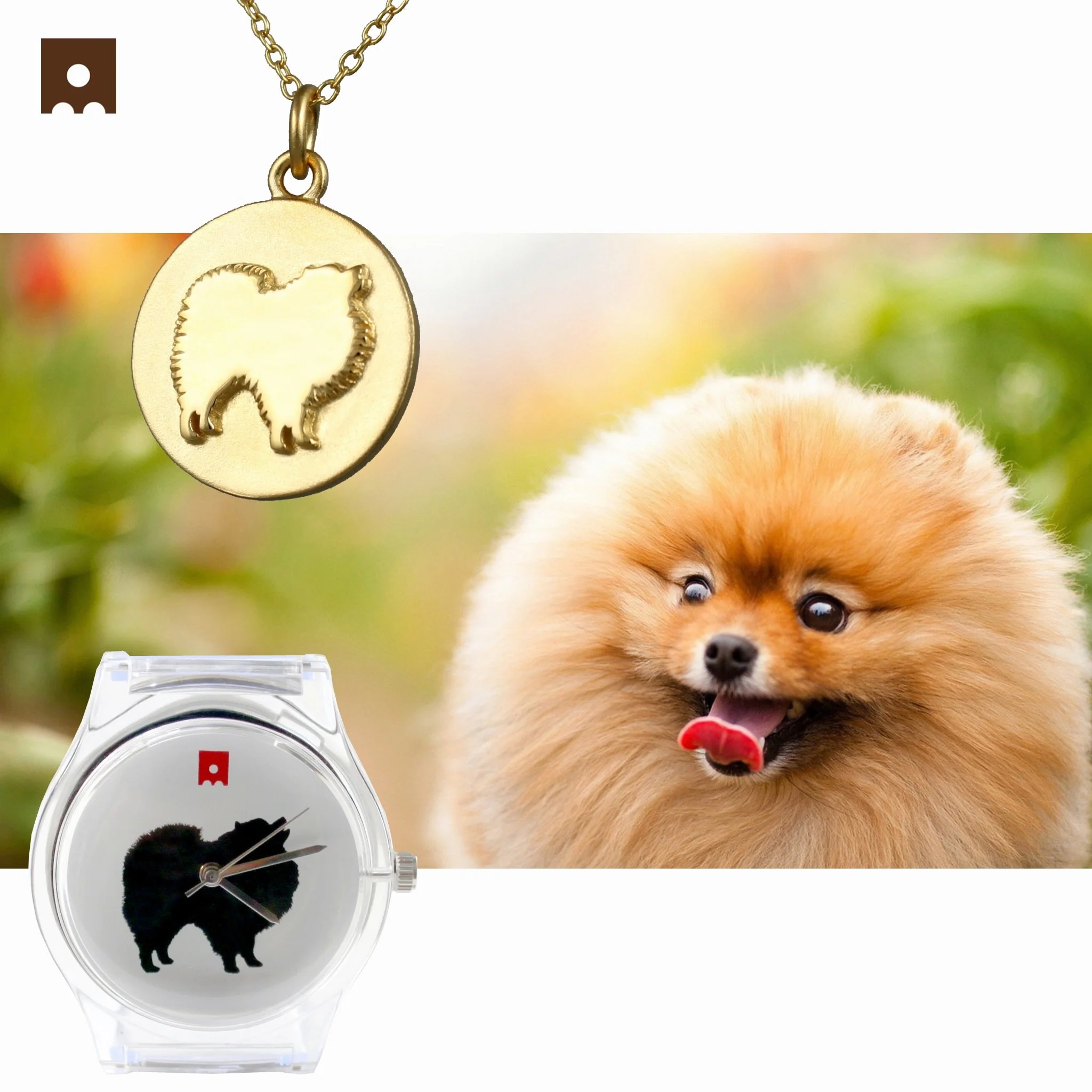 Pomeranian 🧡