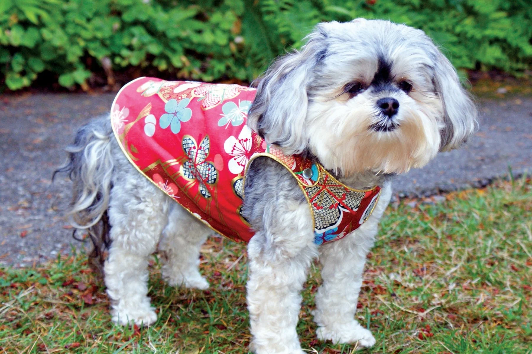 The golden Fall is upon us 🍁Time to put on your favorite doggie wear! 😍❤️