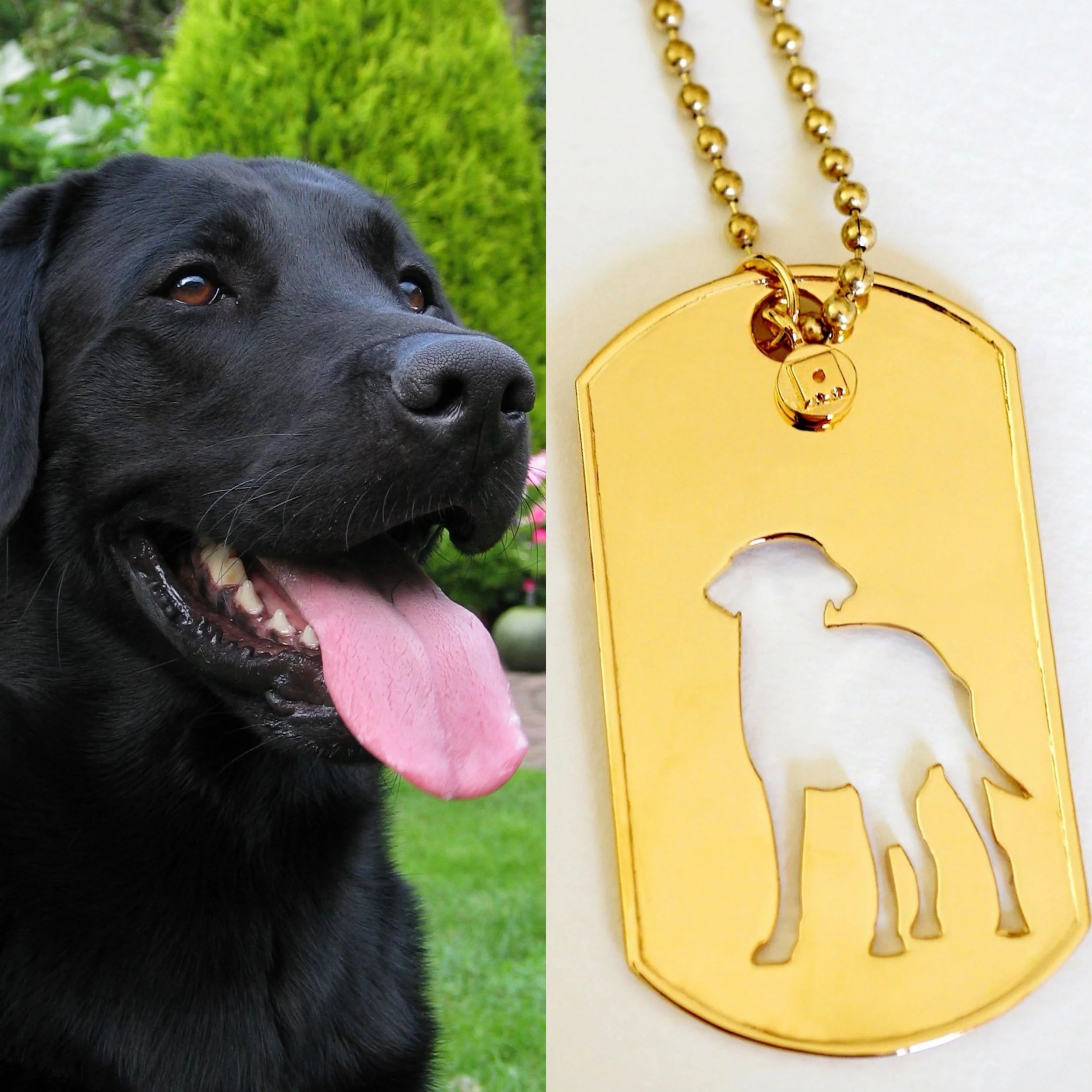 Tag your Labrador loving friends and families 🧡🥰