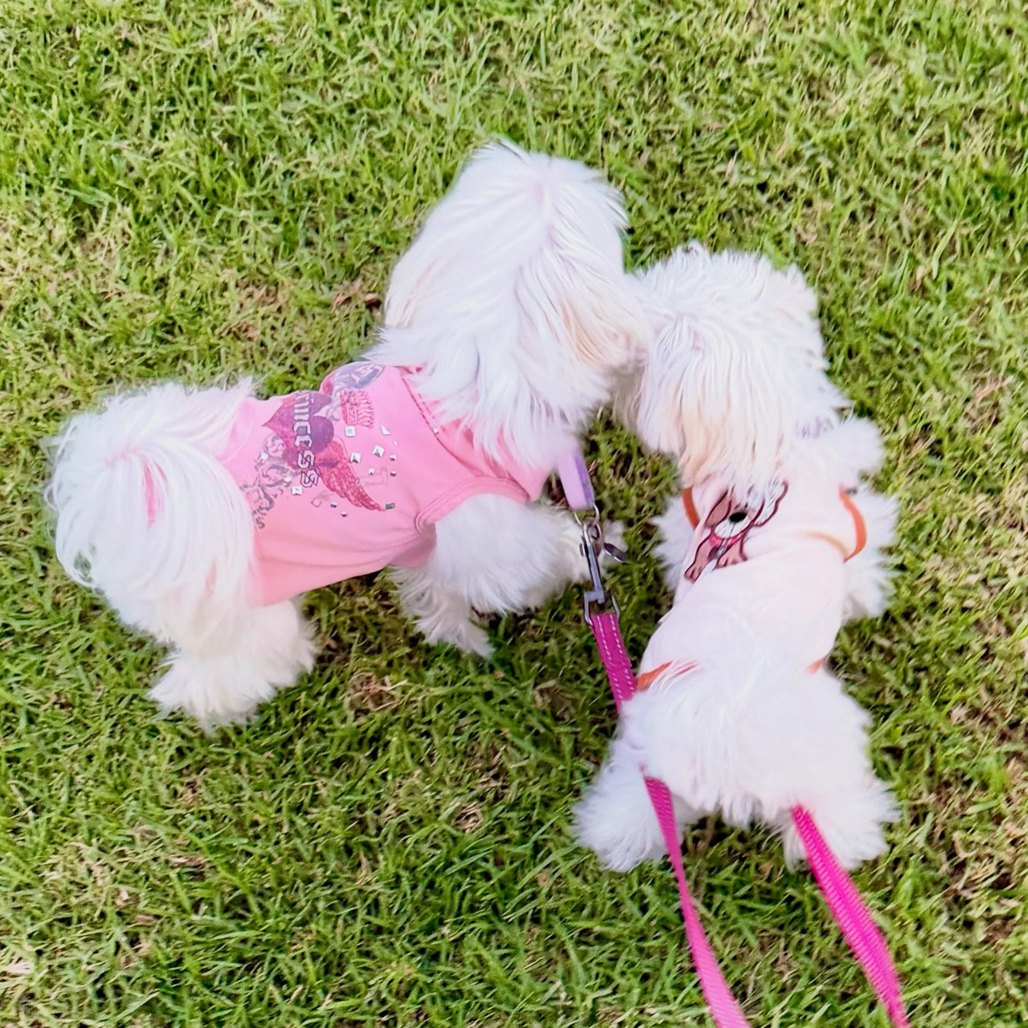 Mikko and Mabel wish everyone a super fun and playful weekend! 🩷💜
