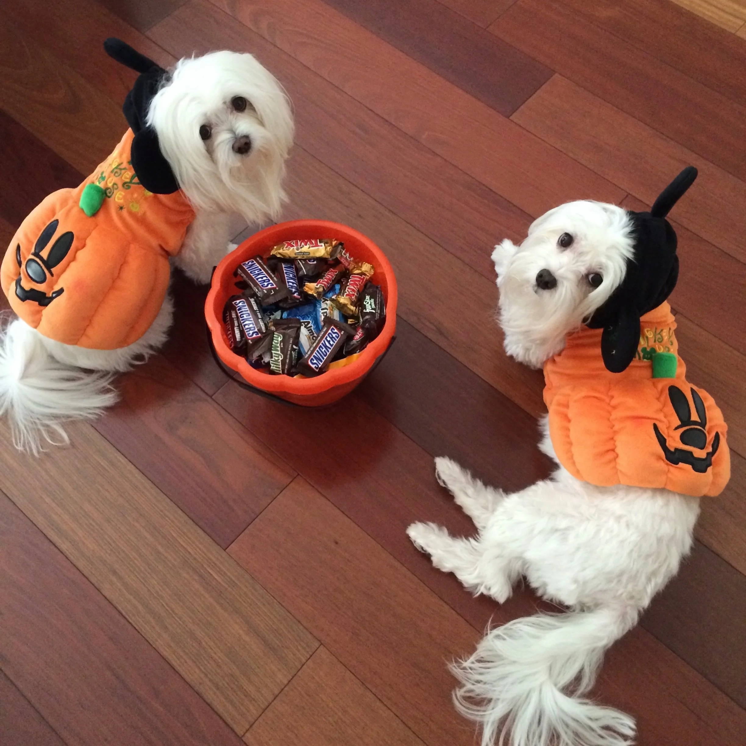 Throwback to the precious time when Mochi and Jolie dressed up and ready to give out Halloween candies 🎃The kids loved them ❤️&zwj;🩹❤️&zwj;🩹 Wish you all a very fun and safe Halloween weekend!