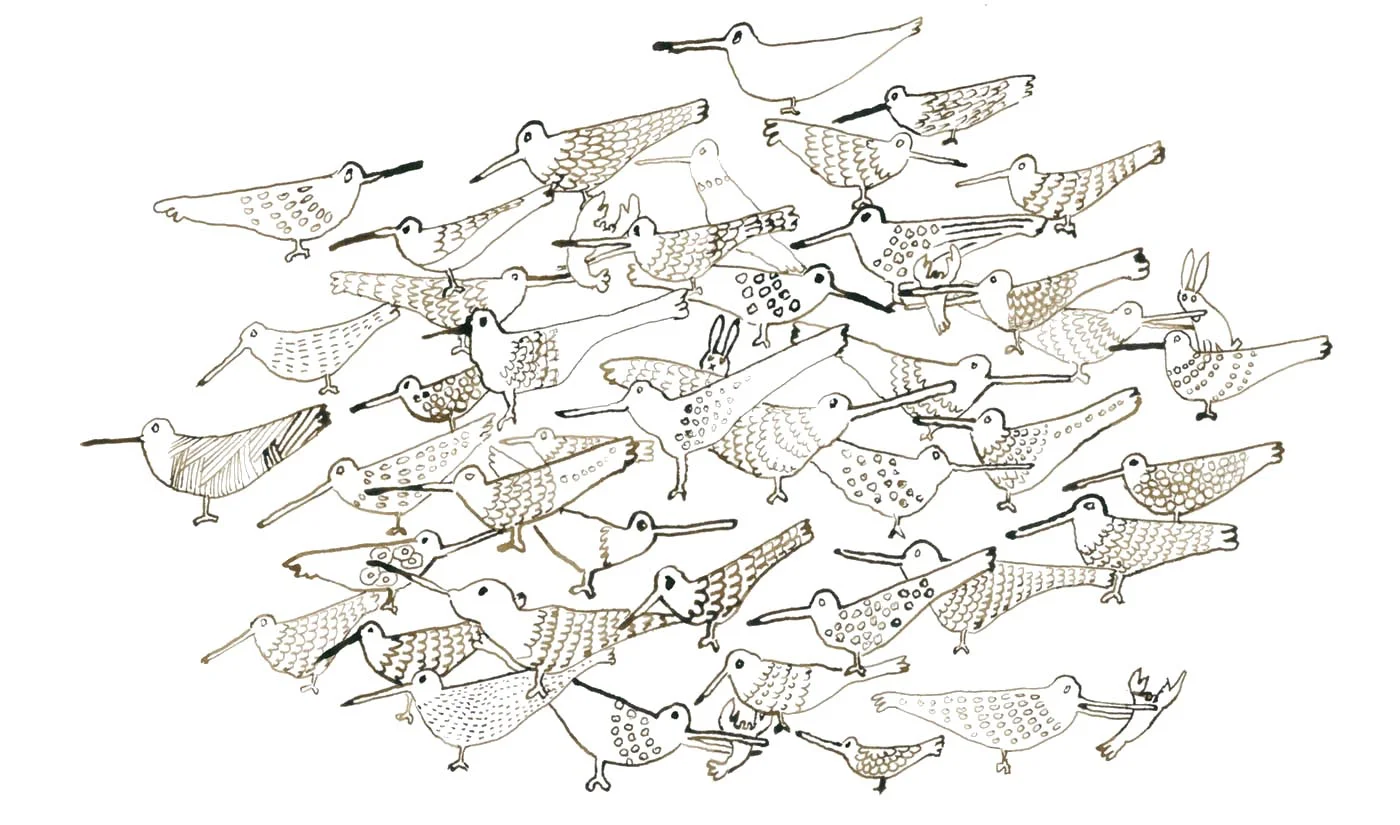 Many Birdies and a Rabbit