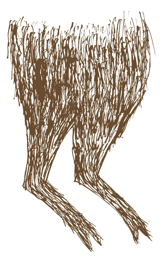 Animal Feet