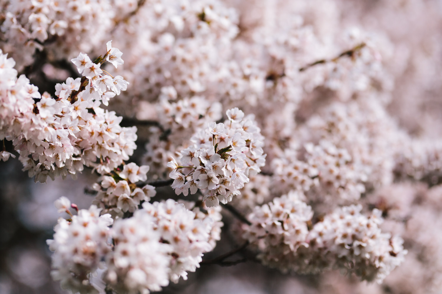 vancouver engagement photography cherry blossoms ubc