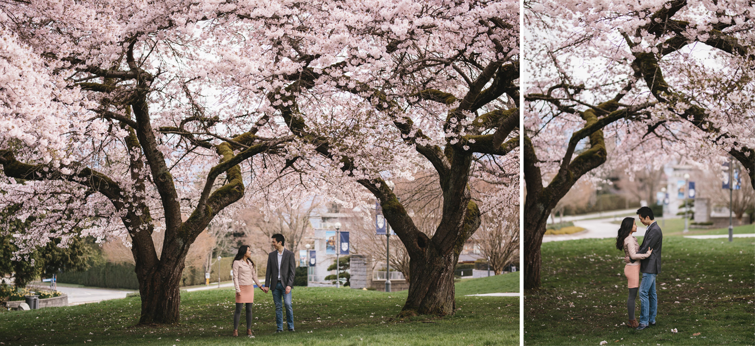 vancouver cherry blossoms engagement photography at UBC