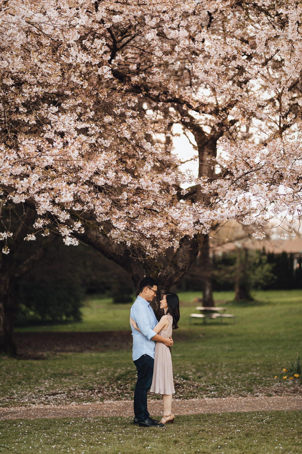 vancouver cherry blossom engagement photography in stanley park