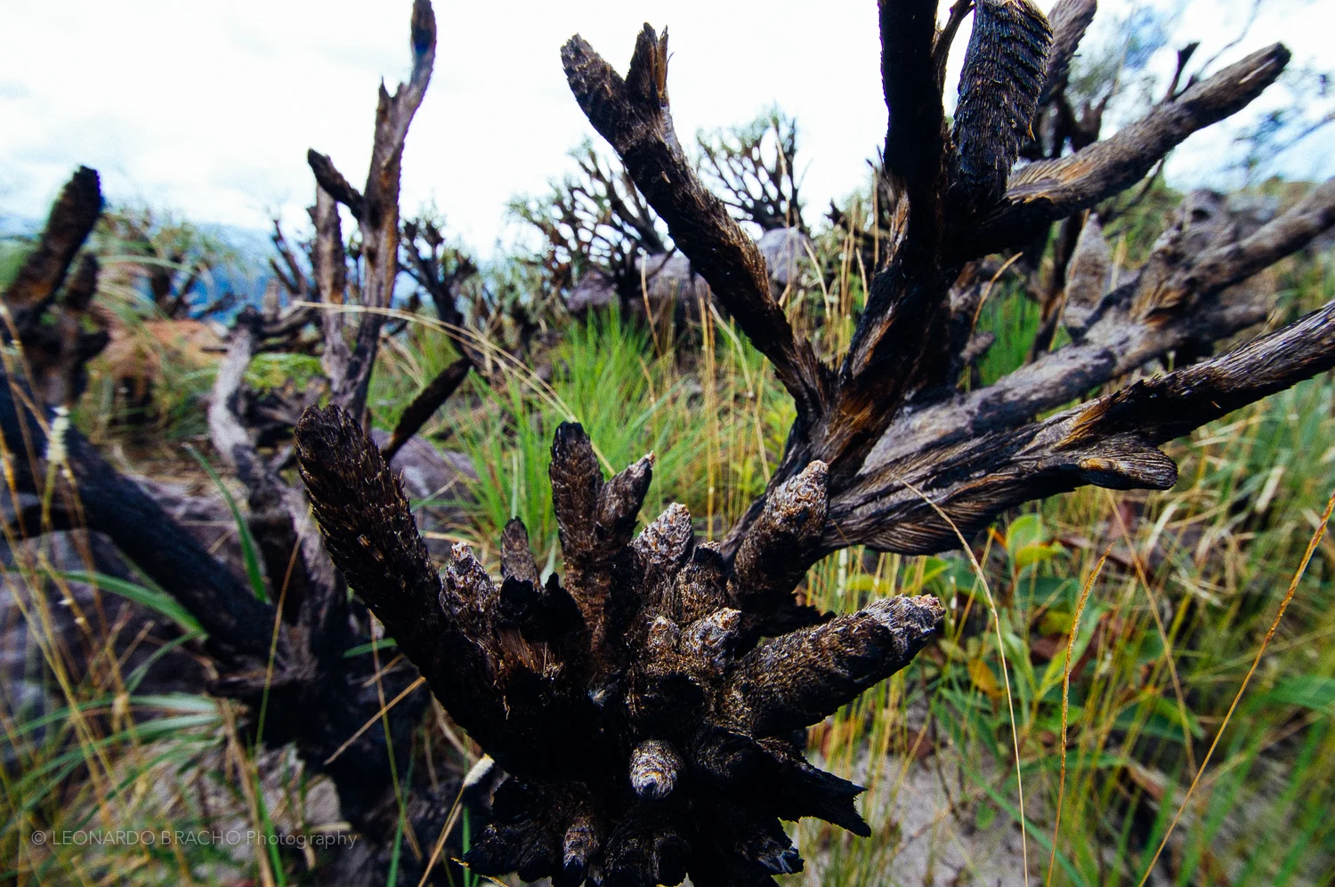 2009-12-28 Gran Sabana26_LeonardoBracho.jpg