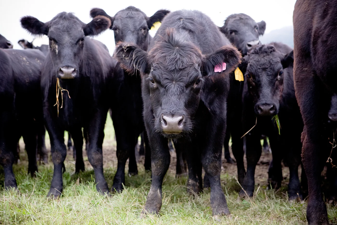 0259_farmday.jpg