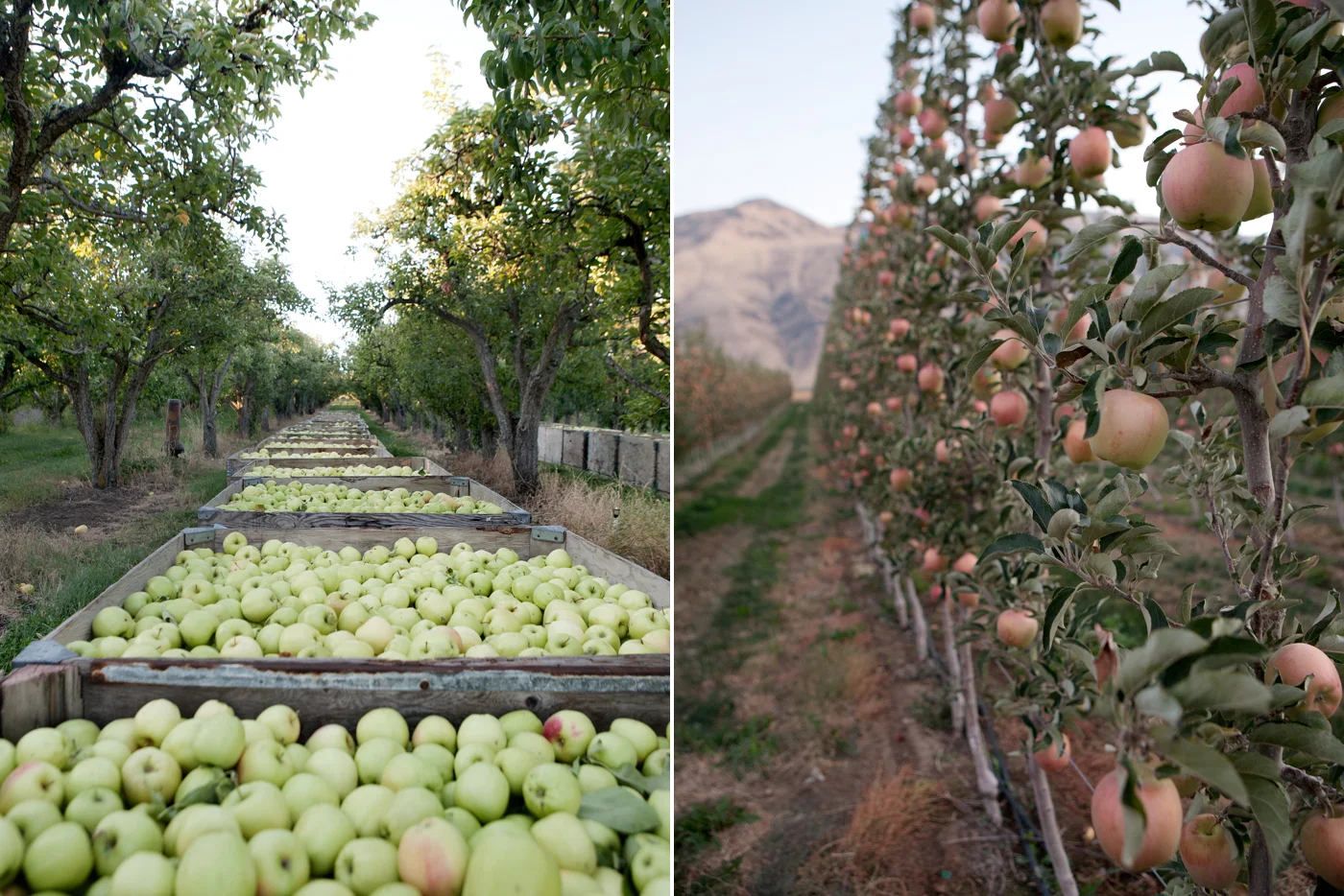 farm016.jpg