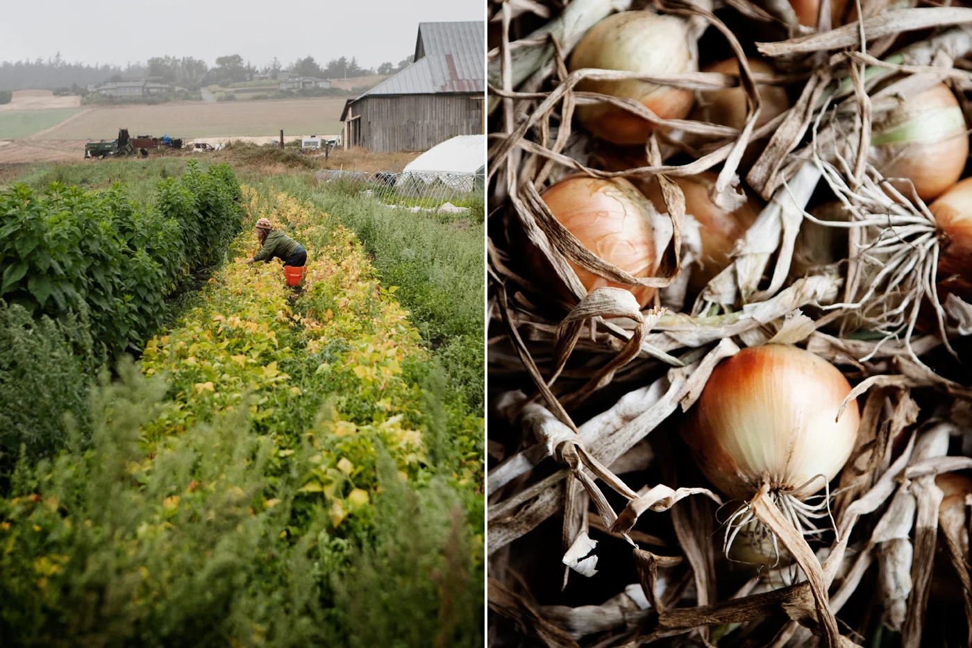 farm002.jpg