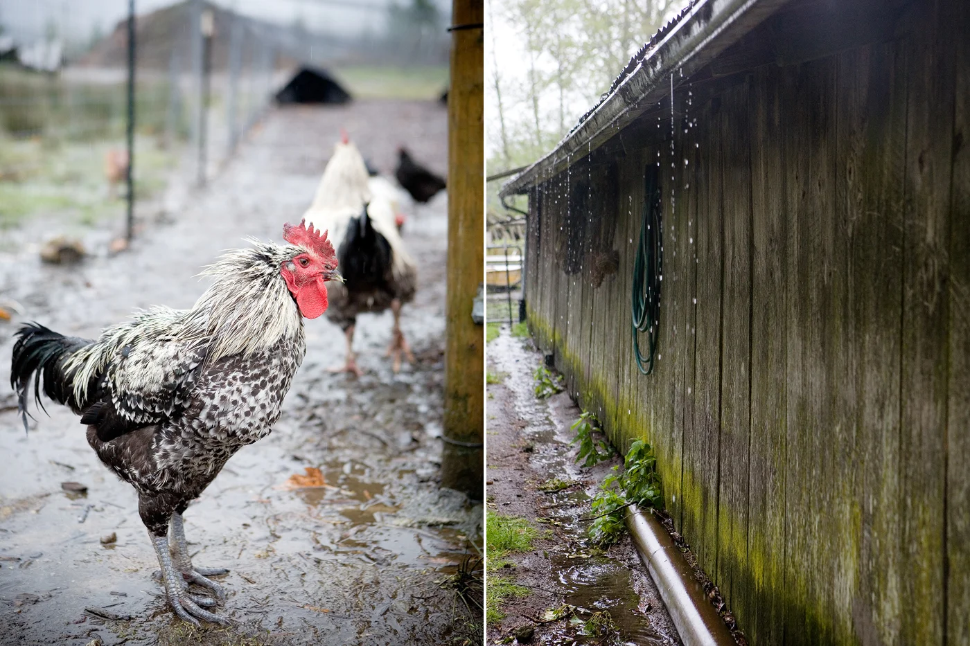 farm25.jpg
