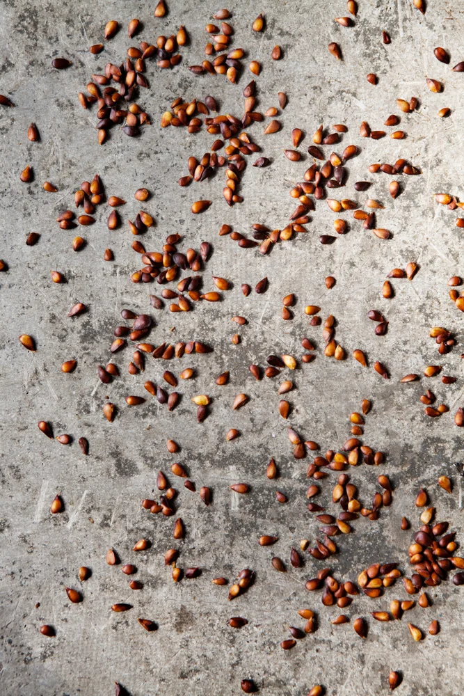 seeds.jpg