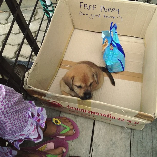 Puppy.jpg