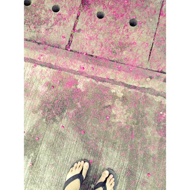 Flower petals.jpg