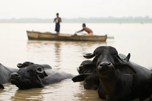 13 Water buffalo.jpg