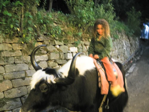 16 Kenya and the yak.jpg