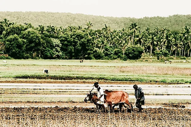 49 Ploughing in Goa.jpg