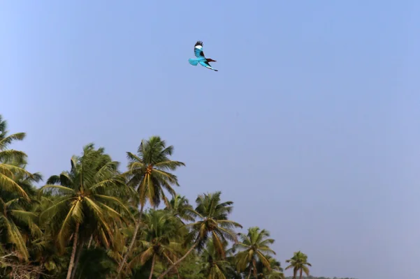 Kingfisher in flight.
