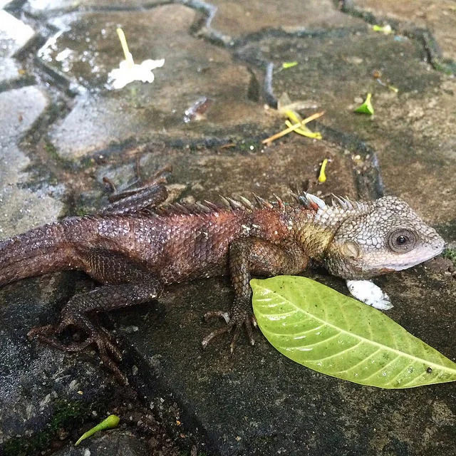 This is not a snake, but it is a creature!