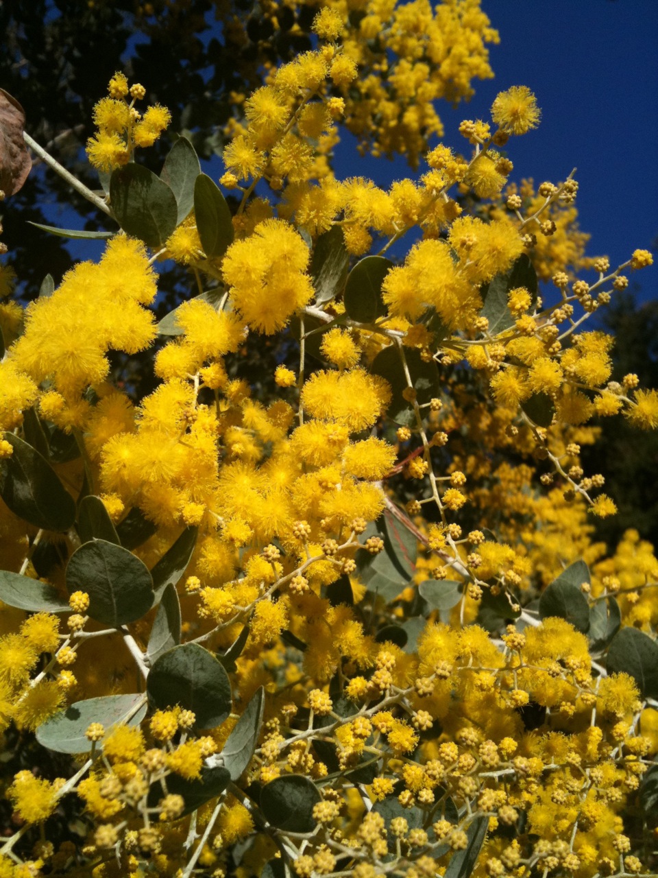 Need to brighten your day? Try some Wattle...