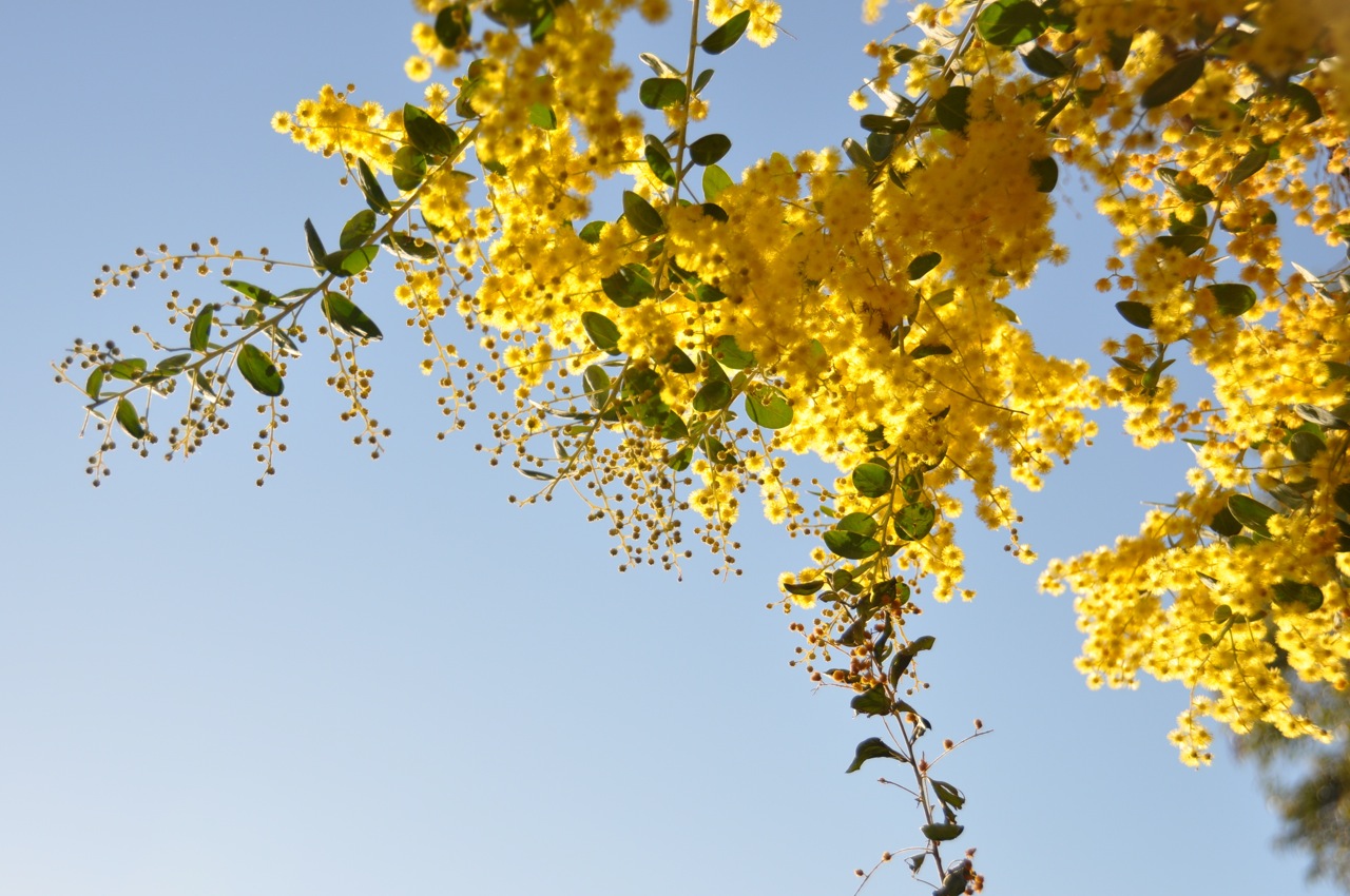 Need to brighten your day? Try some Wattle...