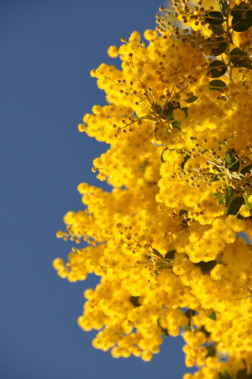 Need to brighten your day? Try some Wattle...