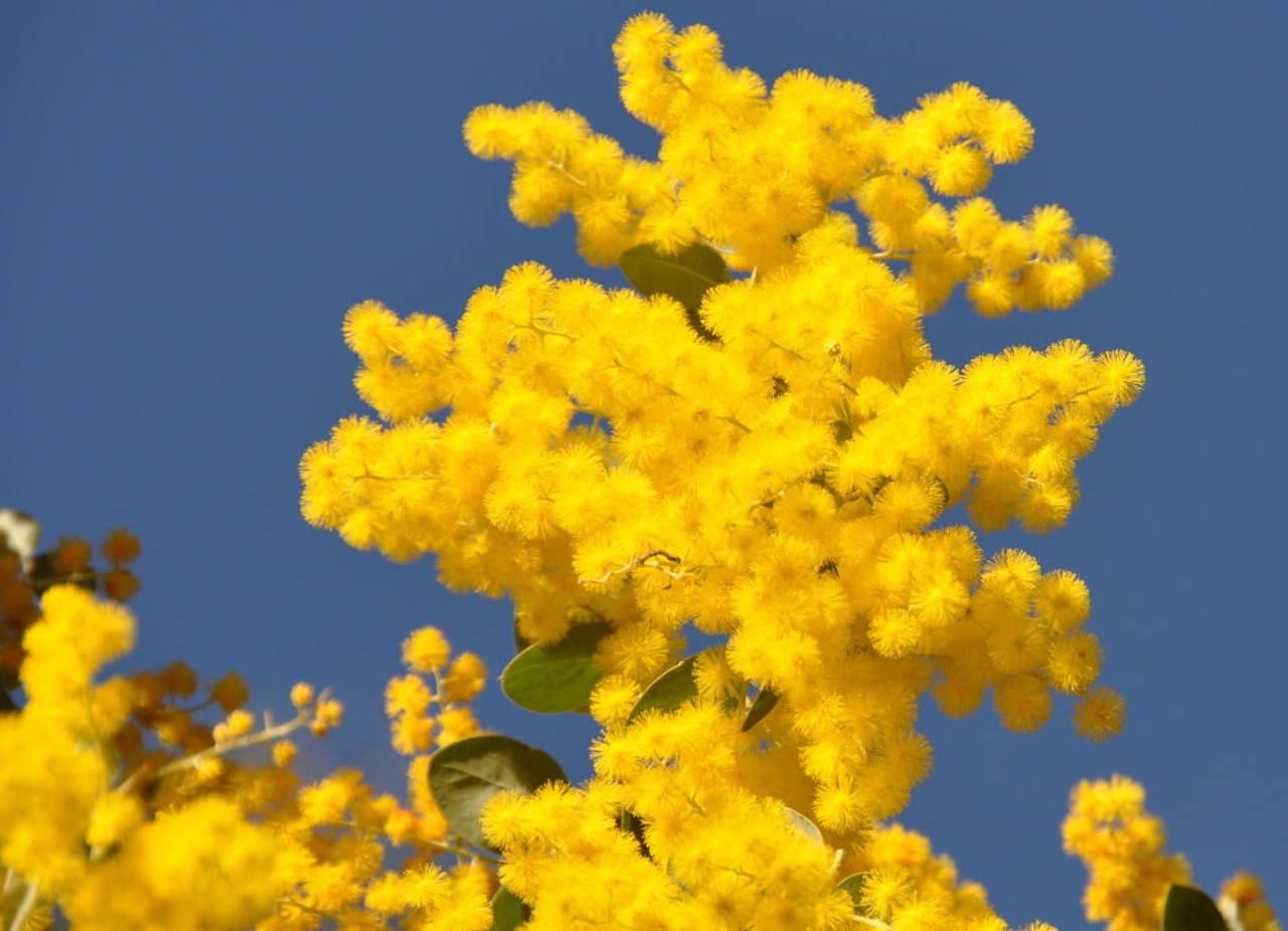 Need to brighten your day? Try some Wattle...