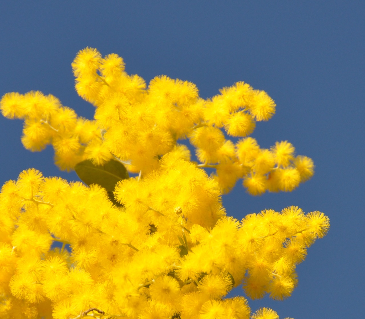Need to brighten your day? Try some Wattle...