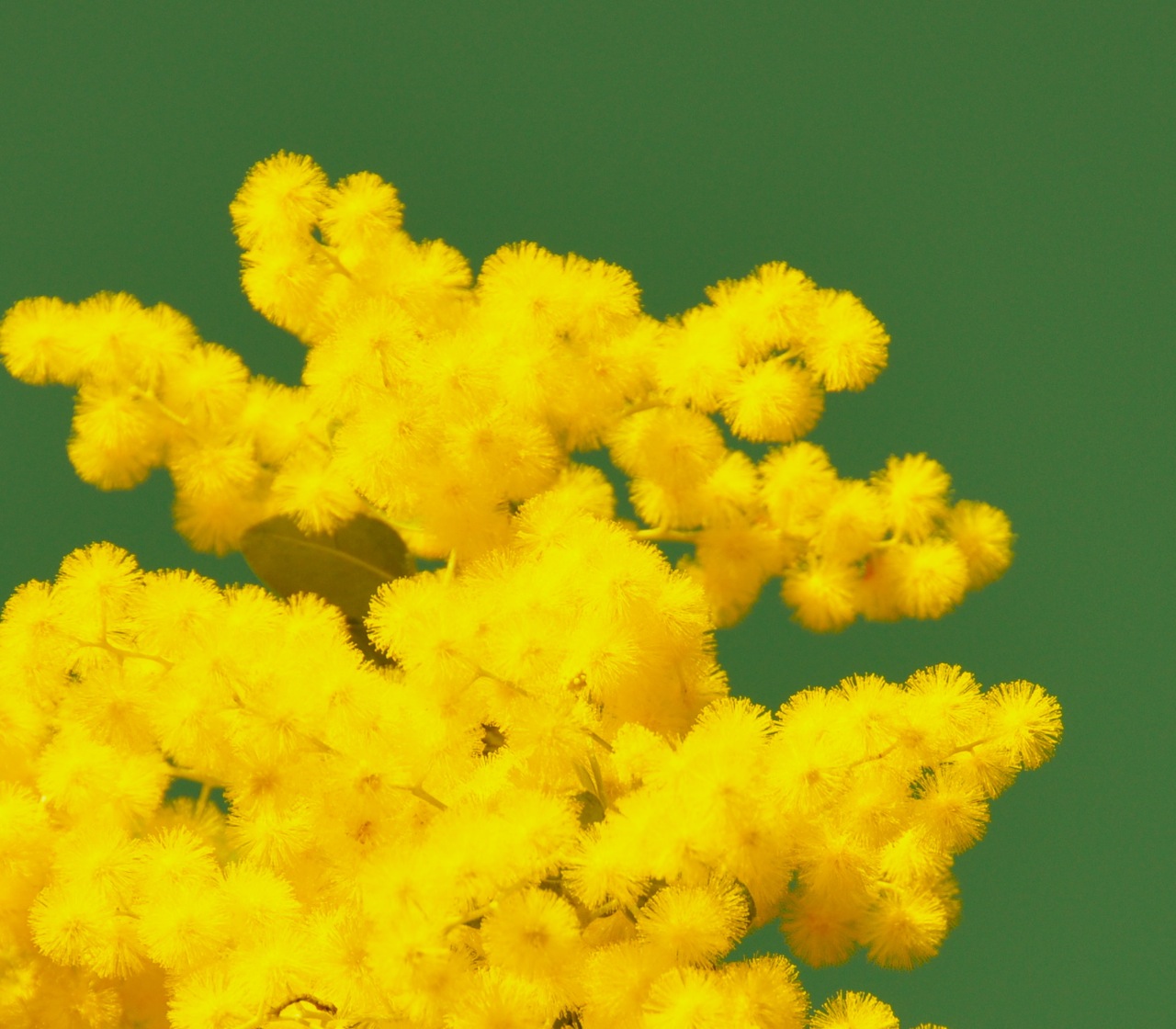 Need to brighten your day? Try some Wattle...