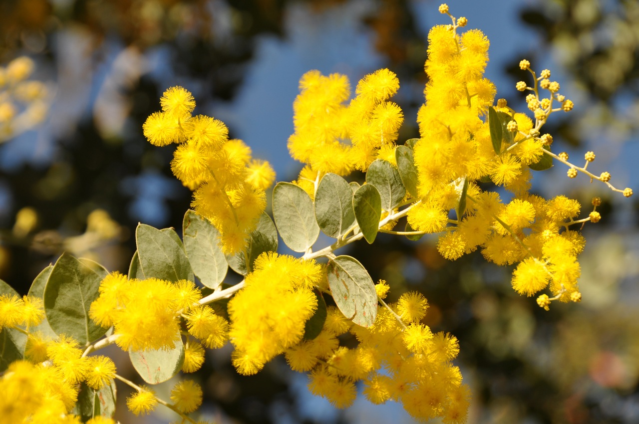 Need to brighten your day? Try some Wattle...