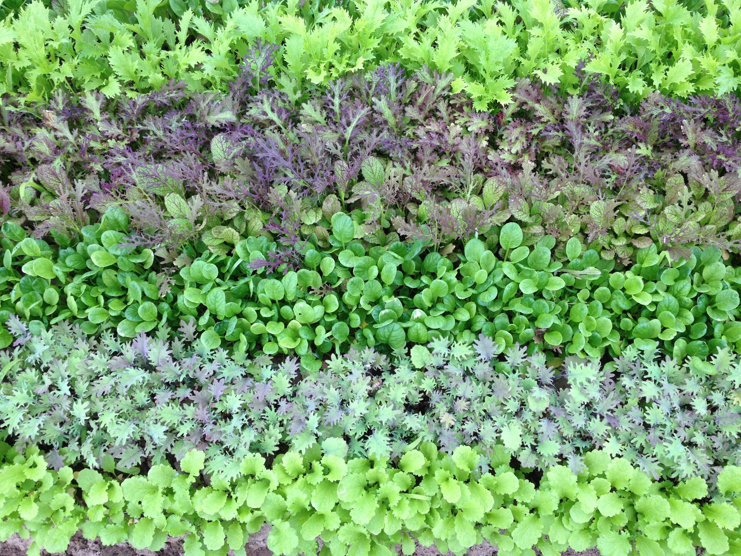  A creative way to plant for a baby mustard mix makes for a pretty picture (and I'm sure a pretty bag and a pretty plate). 