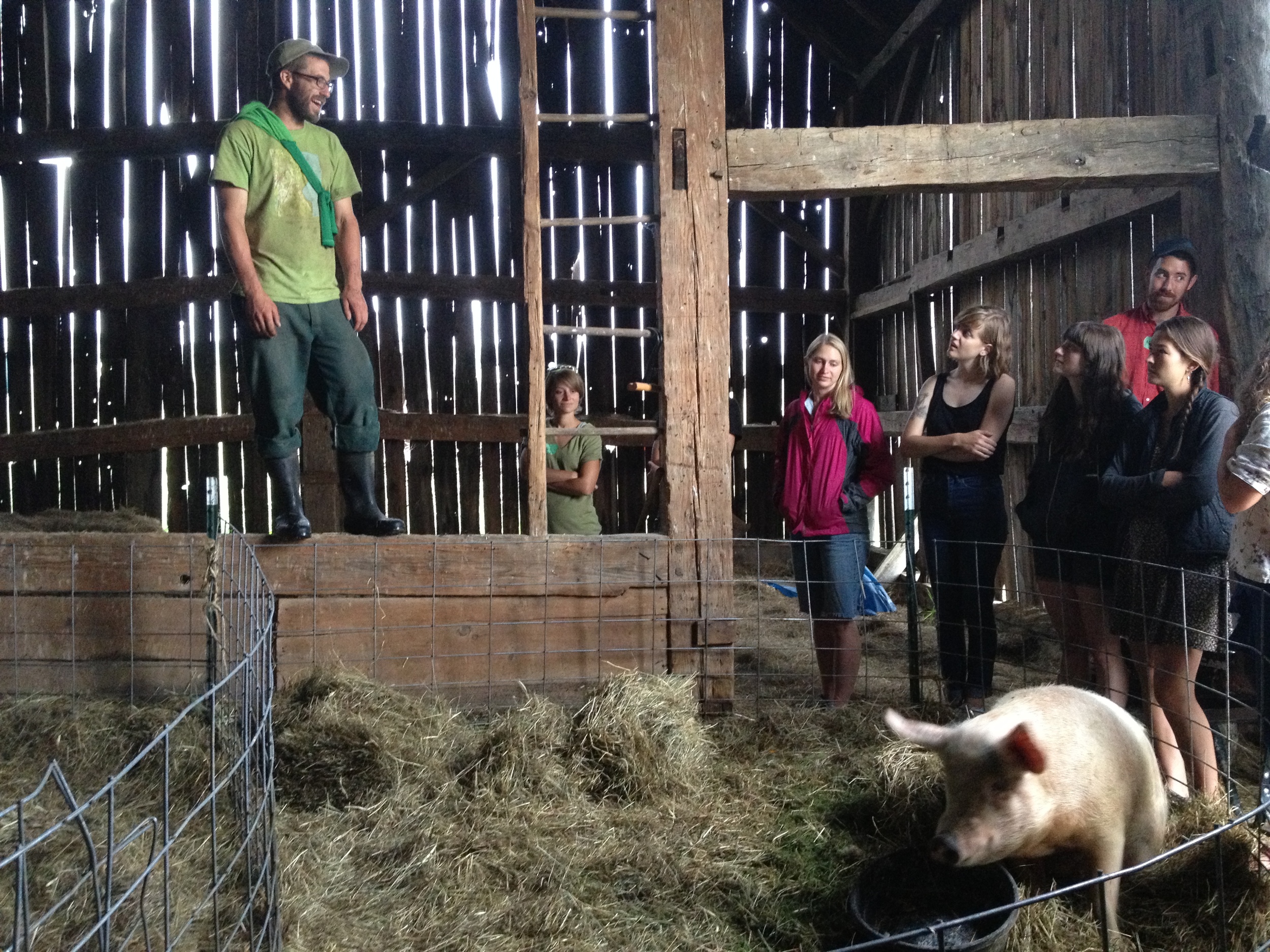  Asa shows off some pregnant sows, some soon-to-be-if-not-already pregnant sows, and perhaps the biggest boar I've ever seen (unfortunately, he didn't photograph well). They feed their pigs, among other things, leftover veggies from Fledging Crow and