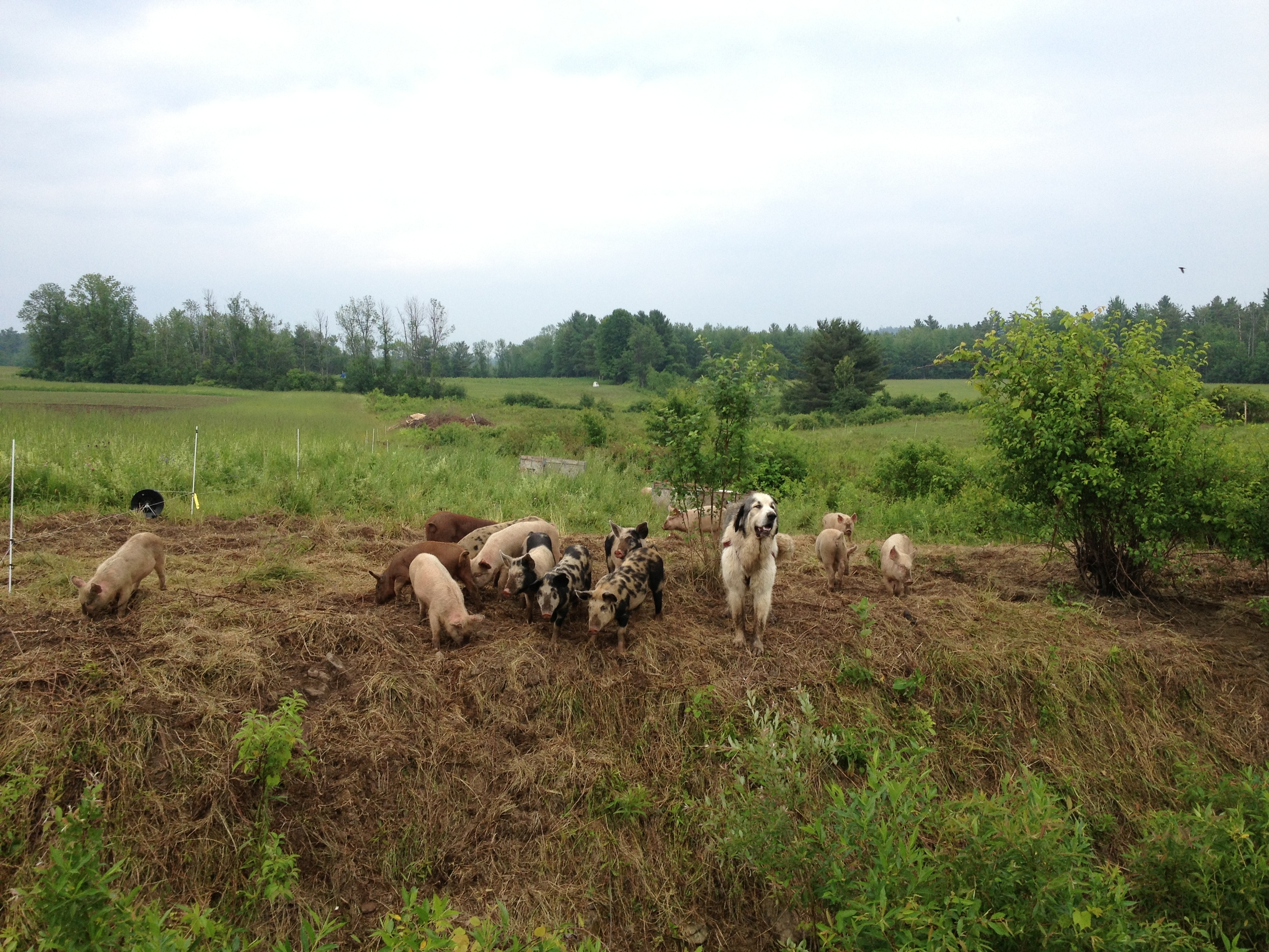  Their livestock guardian dog moves with the pigs as their electric fence moves around the woods and ditches of the farm. They tried to train him to guard the chickens as well, but he seems to think that he's a pig as well. 