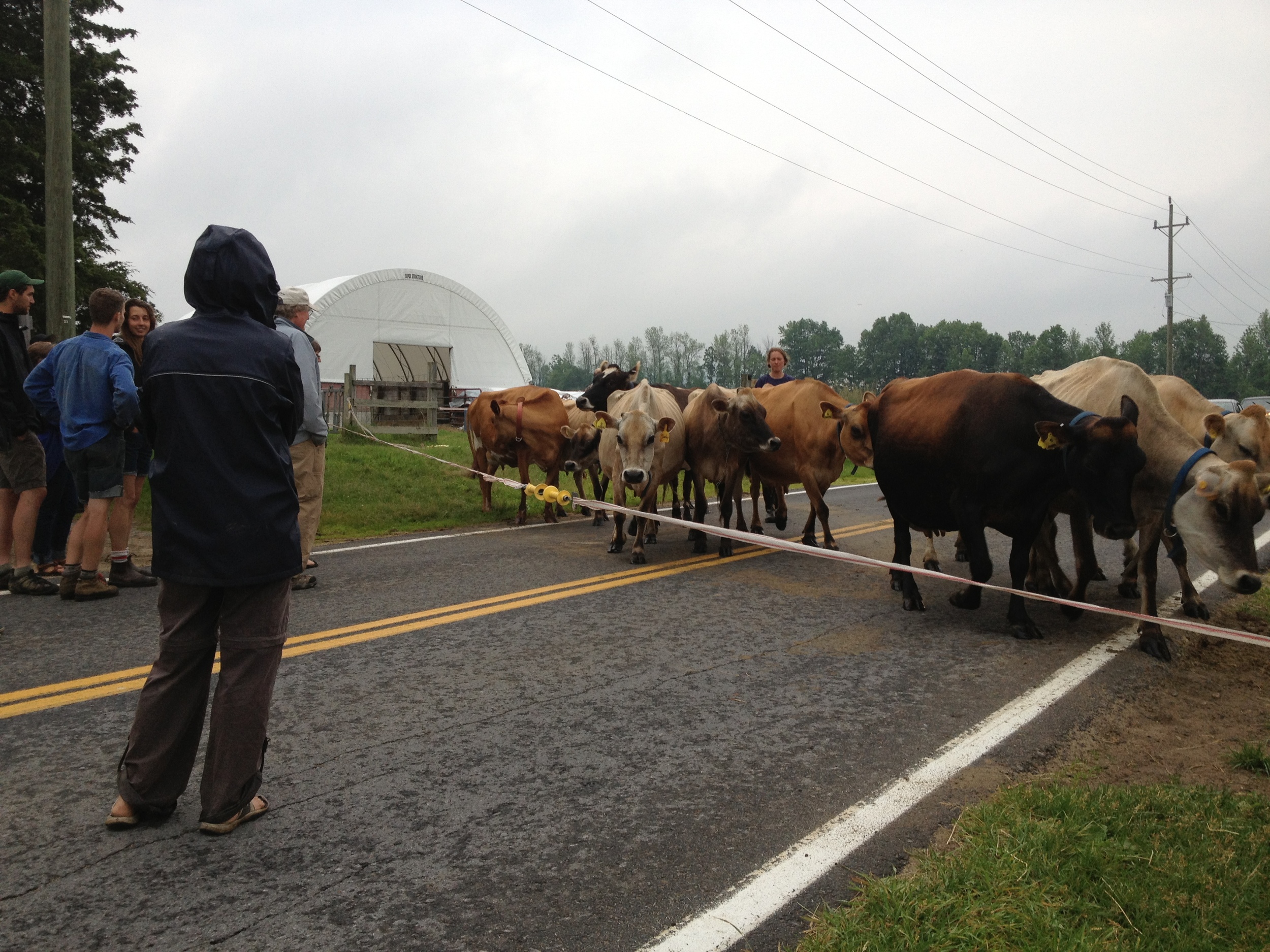  About a mile down the street is  North Country Creamery  at Clover Mead Farm, also in its first year of production. Twice a day, twelve Jerseys hold up traffic as they come out of the pasture to be milked.  