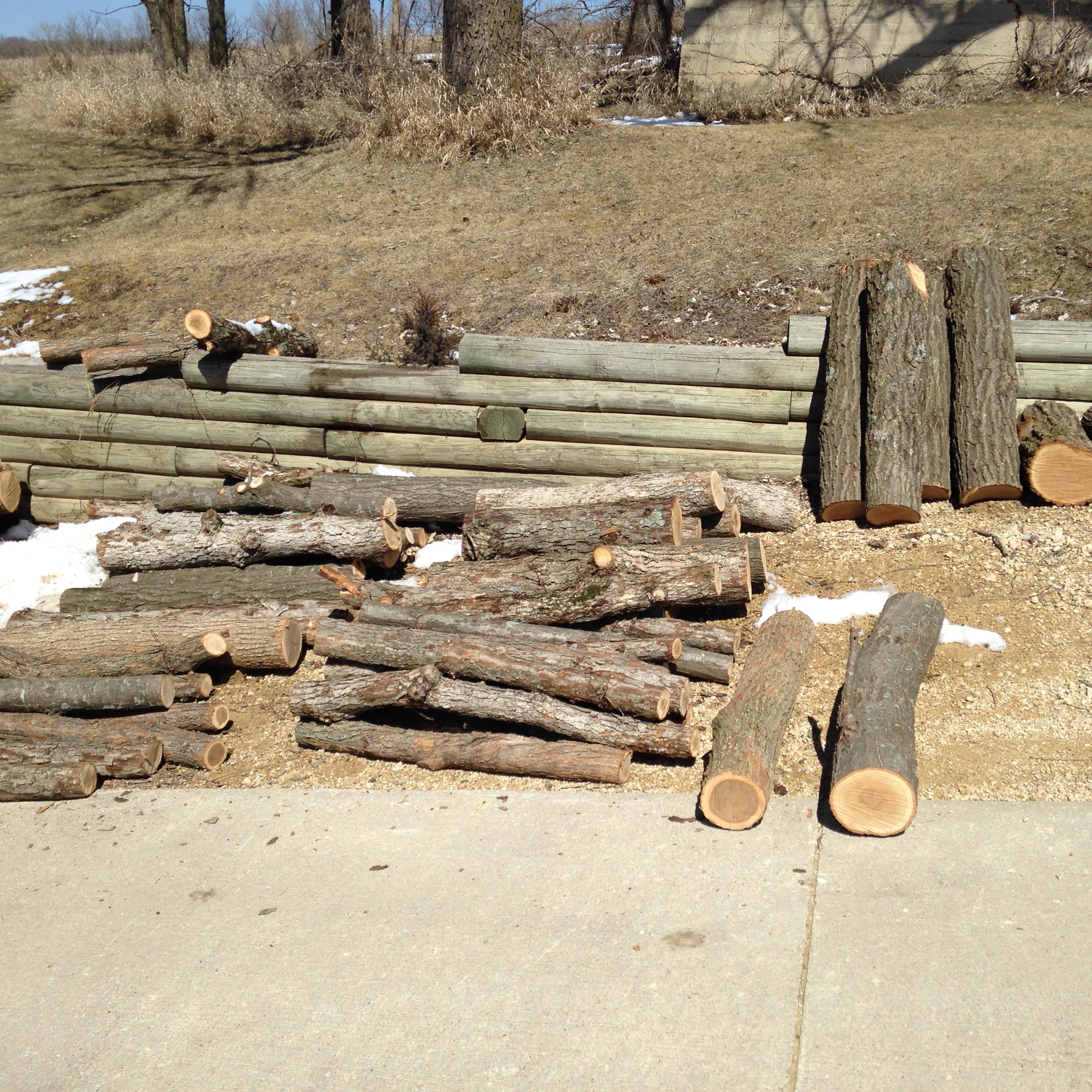  Logs await inoculation 