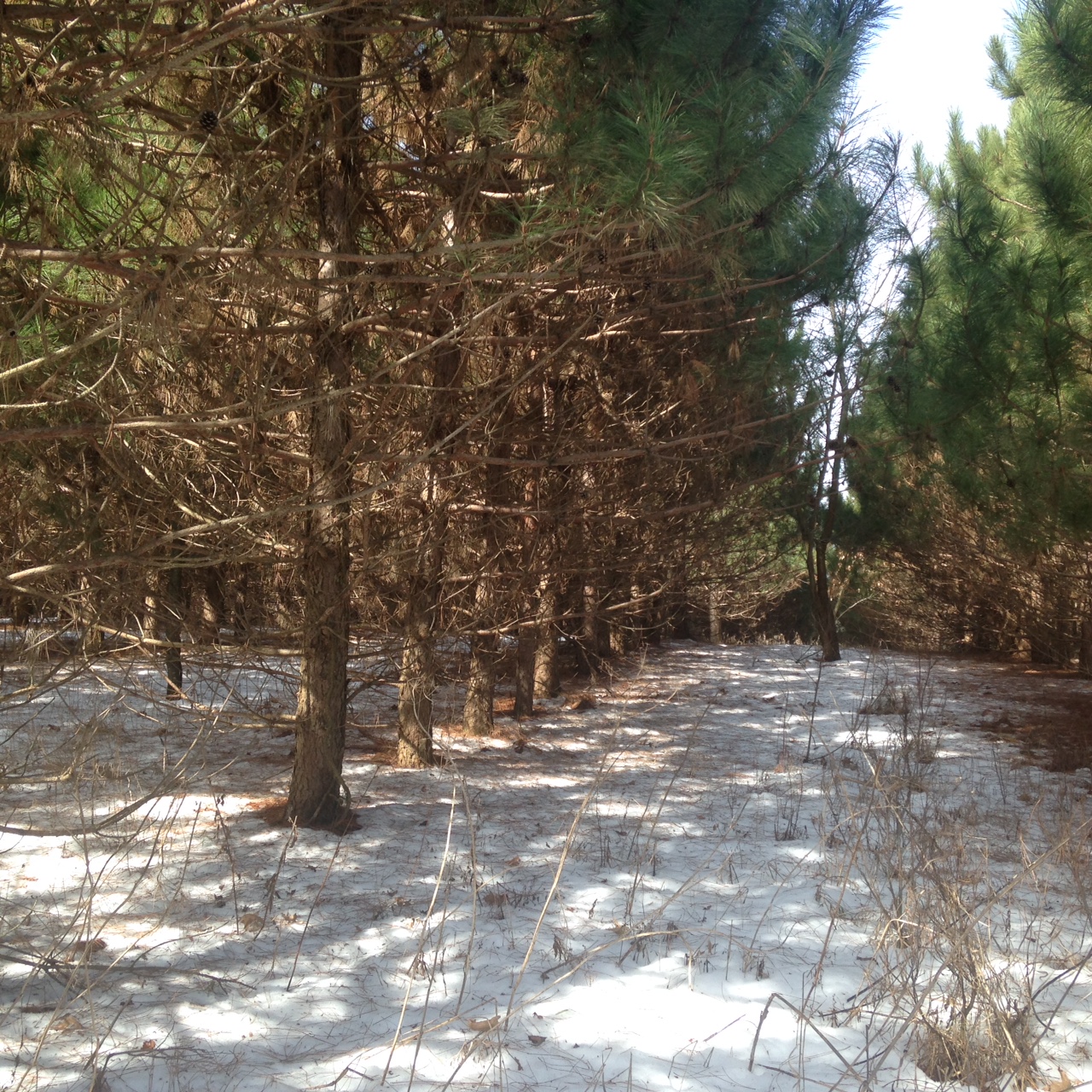  The probable future site of the mushroom yard, where the logs will be sheltered year round from the wind and sun. 