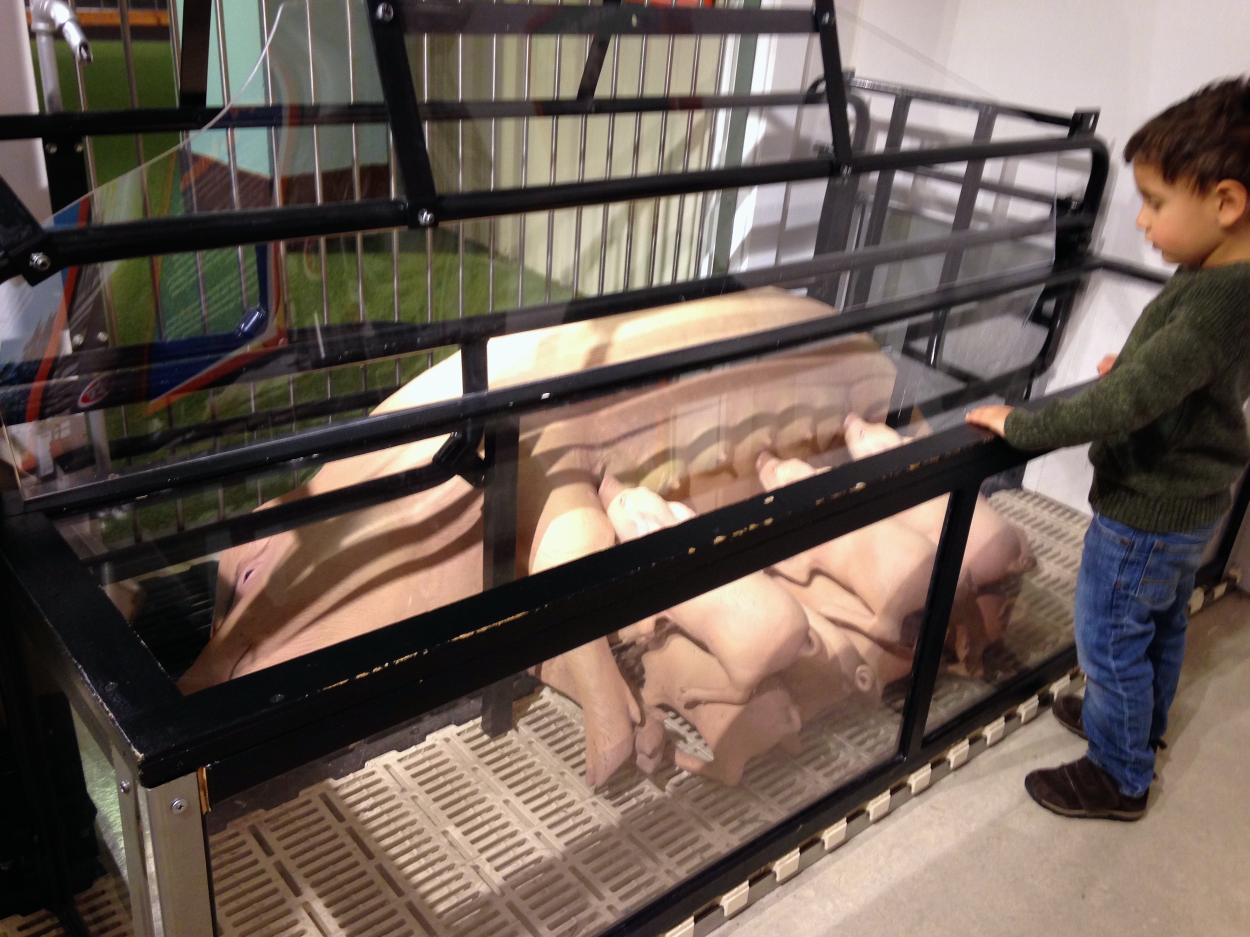 A young visitor looks at a fake sow in a farrowing stall.