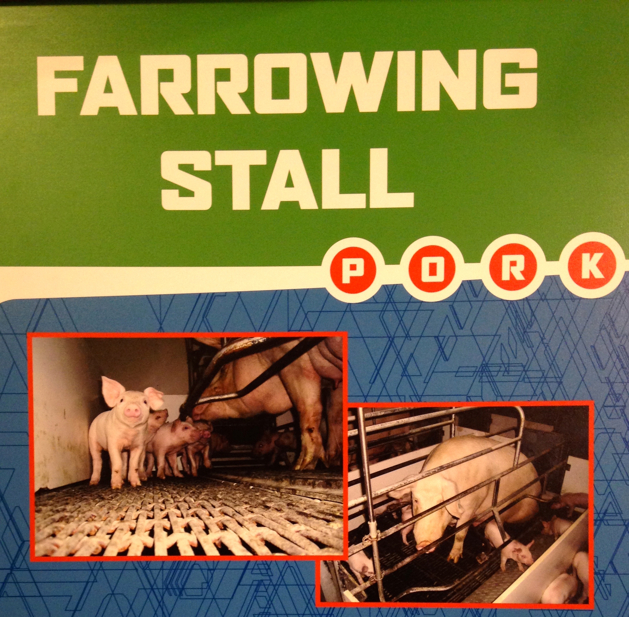 The sow in the bottom right picture is not a&nbsp;model of porcine contentment.