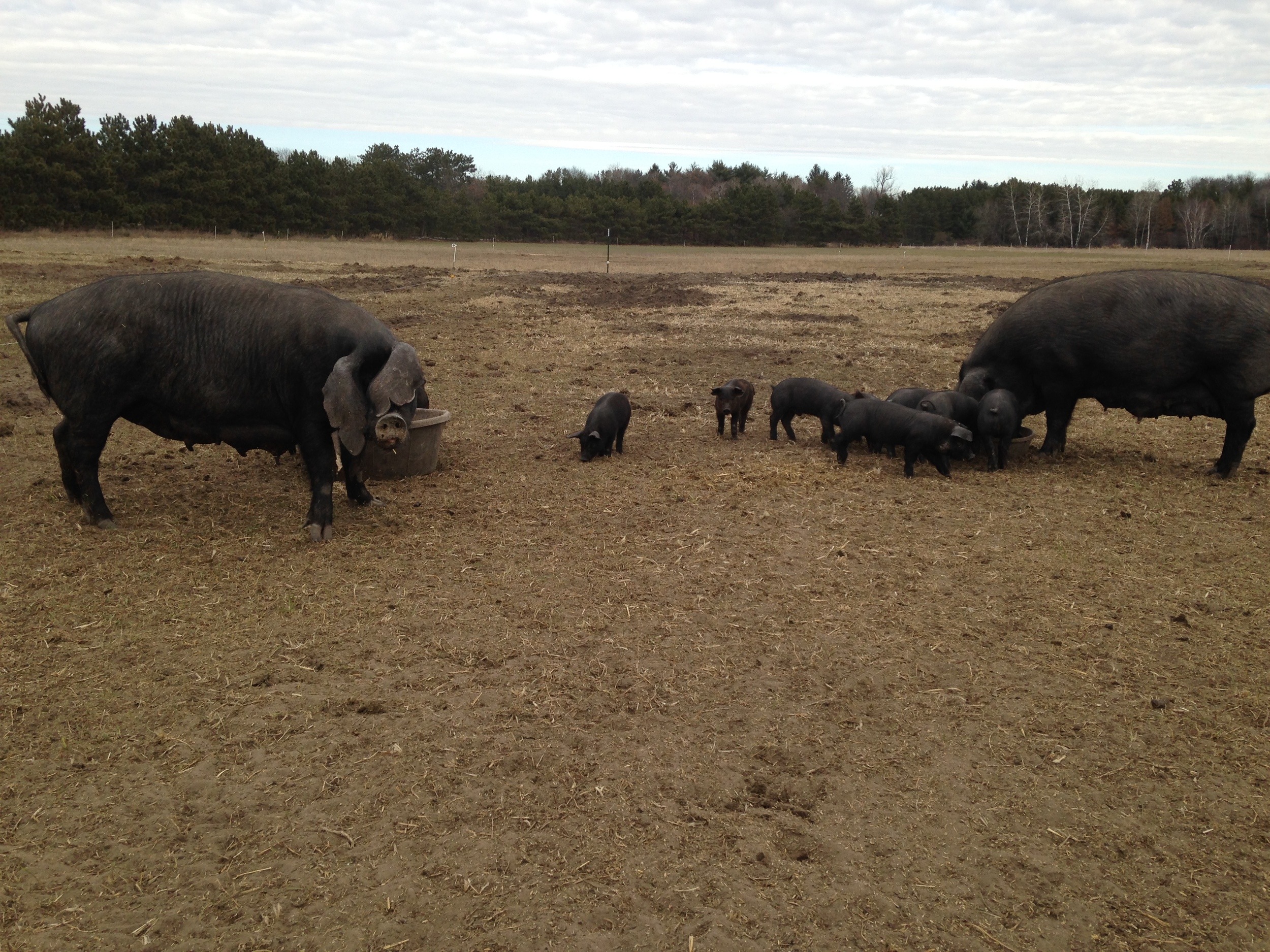 Happy sows eat outdoors earlier this spring with their litters.&nbsp;