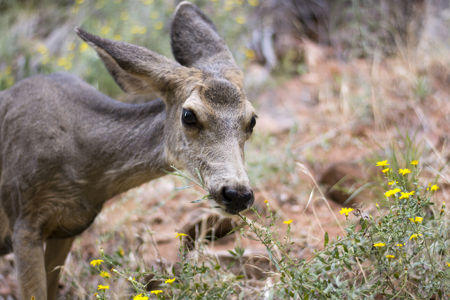 And here's a deer who is also totally nonchalent around humans! 