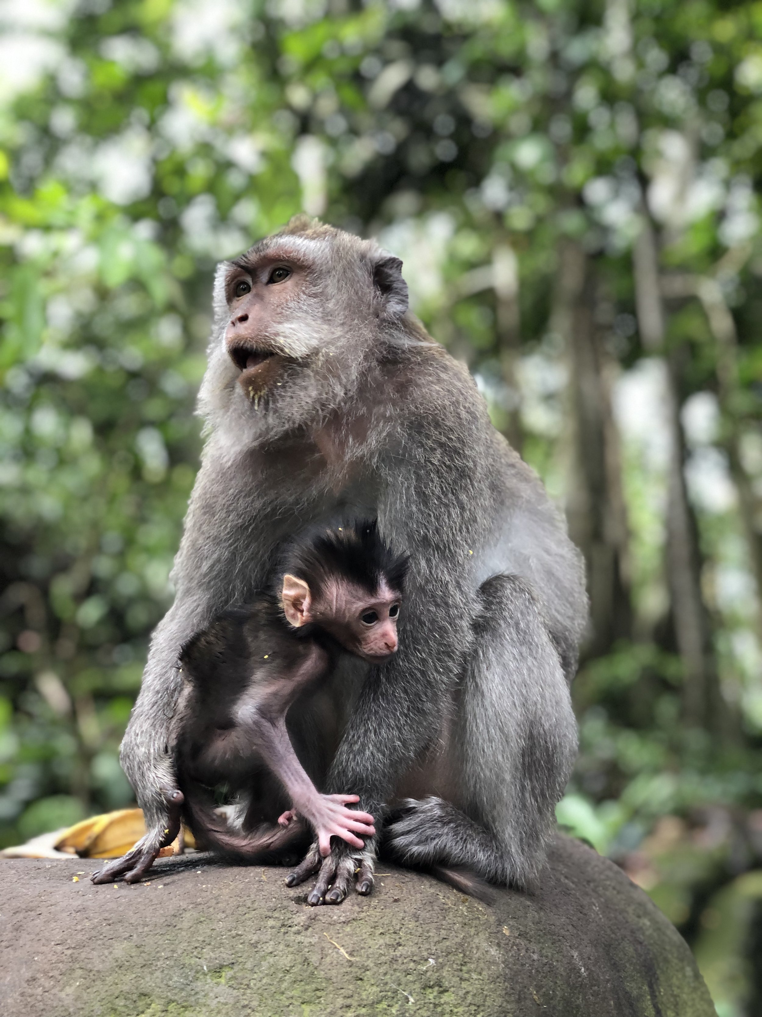 The Monkey Forest, Ubud