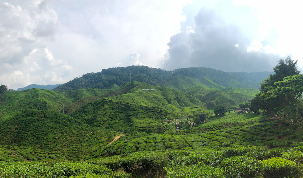 A tea plantation in Cameron Highlands. There are tea houses all over the road that you can stop for some delicious ice tea and scones.