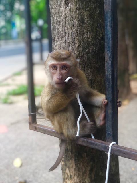 Monkey Hill