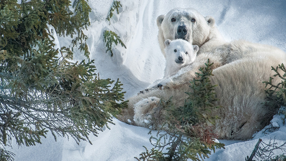 16_Mom & Cub-1646.jpg