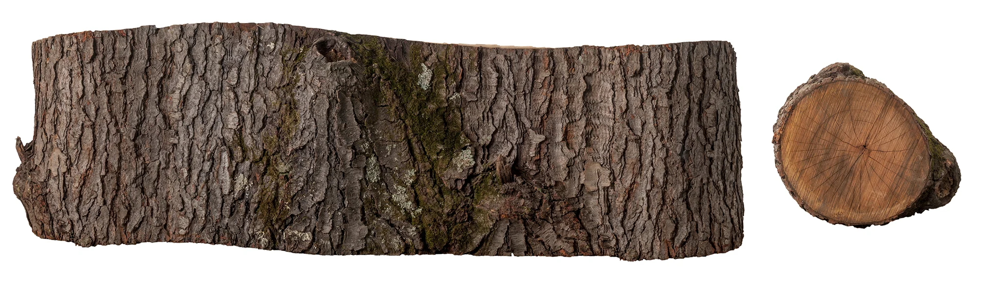 Log Prototype #1